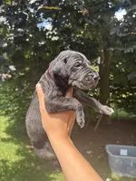 Red Collar , a female Great Dane for sale in Middleboro, MA – 4 of 4