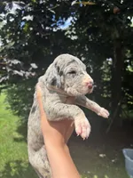 No Collar, a female Great Dane for sale in Middleboro, MA – 3 of 5