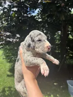 No Collar, a female Great Dane for sale in Middleboro, MA – 4 of 5