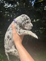 Purple Collar , a female Great Dane for sale in Middleboro, MA – 4 of 4