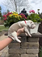 Red Collar Lilac Harlequin Female, a female Great Dane for sale in Middleboro, MA – Photo 5 of 5