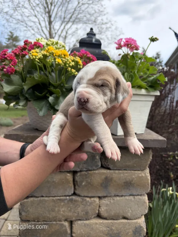 Red Collar Lilac Harlequin Female – Great Dane puppy for sale in Middleboro, MA