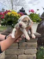 Red Collar Lilac Harlequin Female, a female Great Dane for sale in Middleboro, MA – Photo 1 of 5
