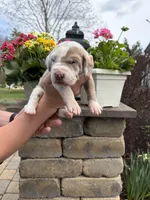 Red Collar Lilac Harlequin Female, a female Great Dane for sale in Middleboro, MA – Photo 2 of 5