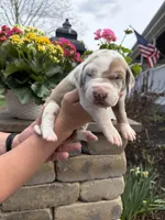Red Collar Lilac Harlequin Female, a female Great Dane for sale in Middleboro, MA – Photo 3 of 5