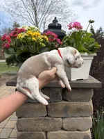 Red Collar Lilac Harlequin Female, a female Great Dane for sale in Middleboro, MA – Photo 4 of 5