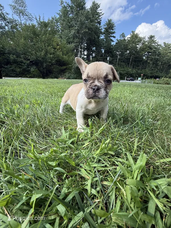 Peaches – French Bulldog puppy for sale in Middleboro, MA