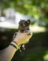 Fraggle Rock, a male French Bulldog for sale in Middleboro, MA – 3 of 4