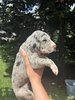 No Collar, a female Great Dane for sale in Middleboro, MA – 2 of 5