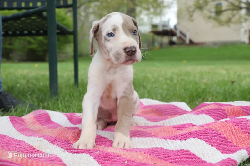 Red Collar Lilac Harlequin Female – Great Dane puppy for sale in Middleboro, MA