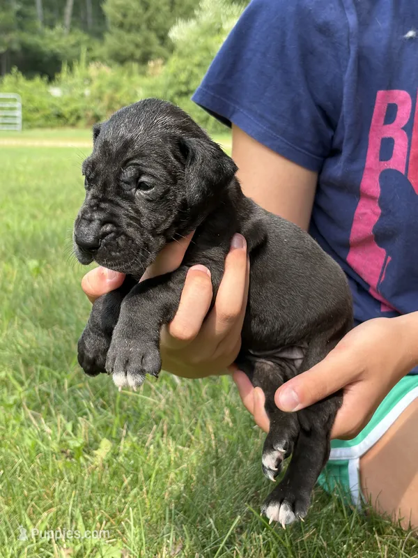 Red Collar  – Great Dane puppy for sale in Middleboro, MA