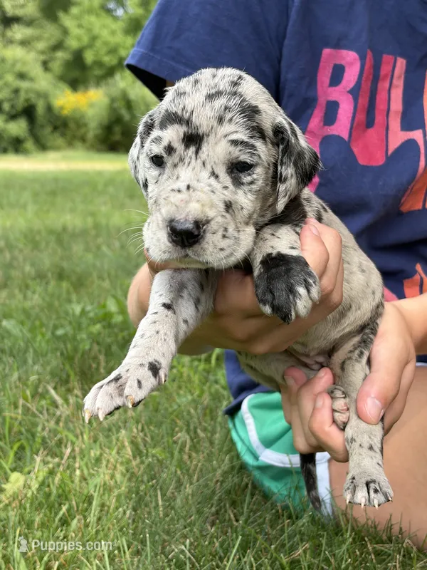 Purple Collar  – Great Dane puppy for sale in Middleboro, MA
