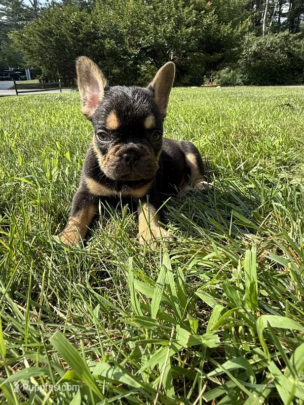 Tyson – French Bulldog puppy for sale in Middleboro, MA