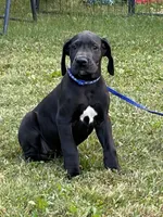 Tasha, a female Great Dane for sale in Middleboro, MA – 2 of 5
