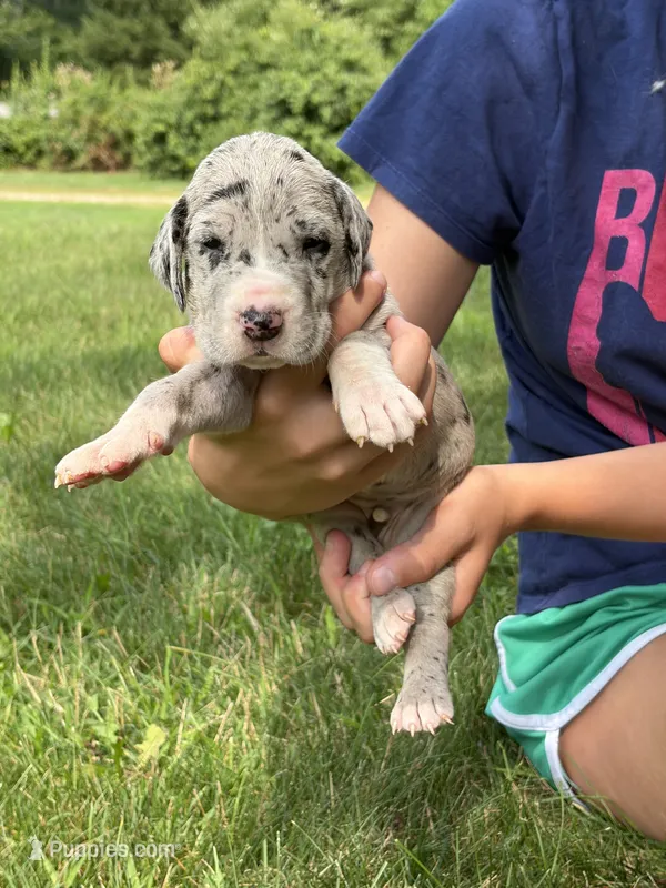 No Collar – Great Dane puppy for sale in Middleboro, MA
