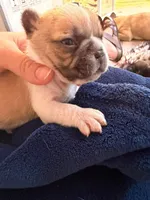 Peaches, a female French Bulldog for sale in Middleboro, MA – 3 of 3