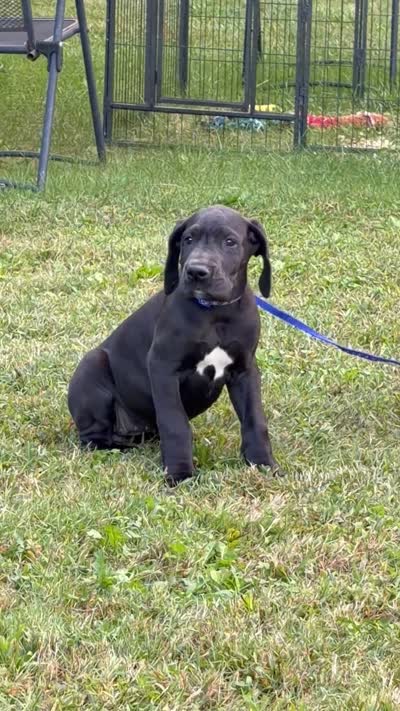 Tasha, a female Great Dane for sale in Middleboro, MA – 5 of 5