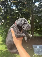 Red Collar , a female Great Dane for sale in Middleboro, MA – 3 of 4