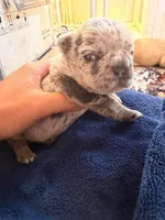 Blizzard, a female French Bulldog for sale in Middleboro, MA – 3 of 3