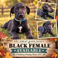 Wilma, a female Great Dane for sale in Middleboro, MA – 1 of 1