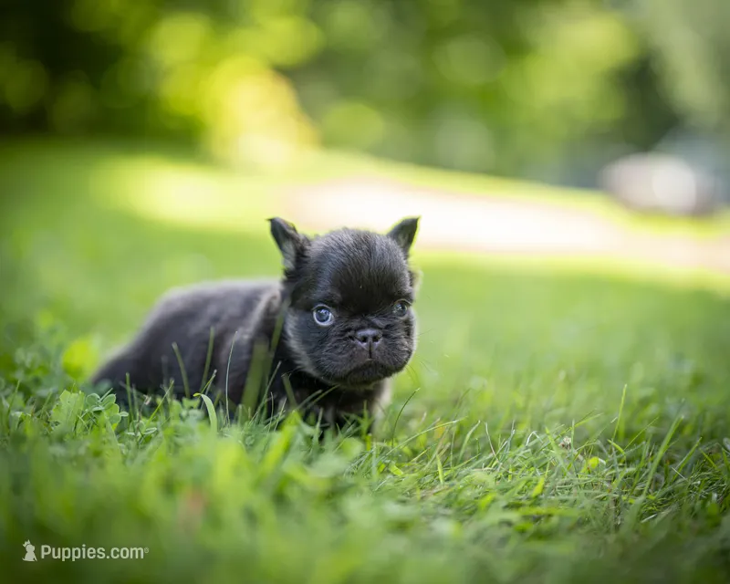 Snickerdoodle – French Bulldog puppy for sale in Middleboro, MA