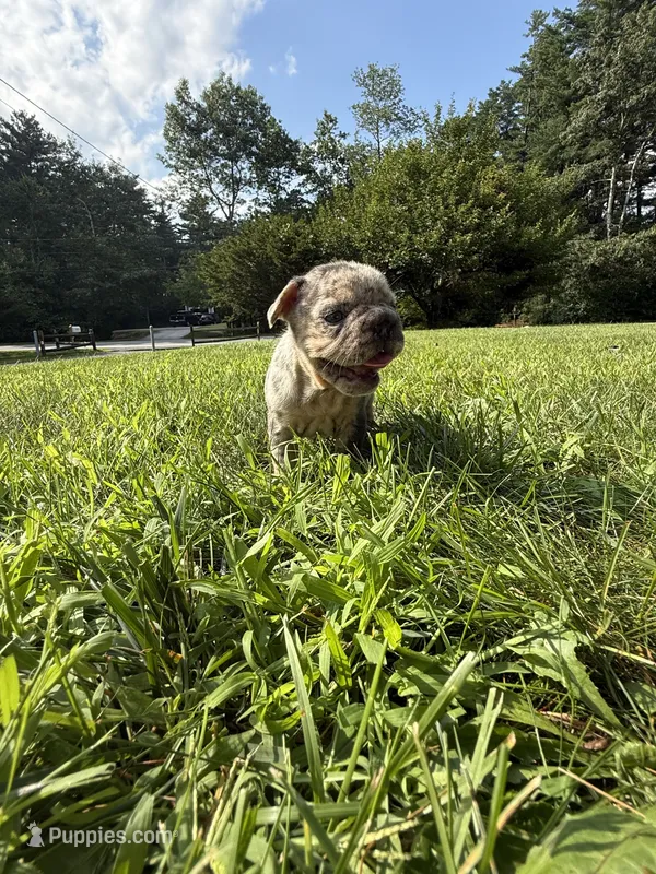 Blizzard – French Bulldog puppy for sale in Middleboro, MA