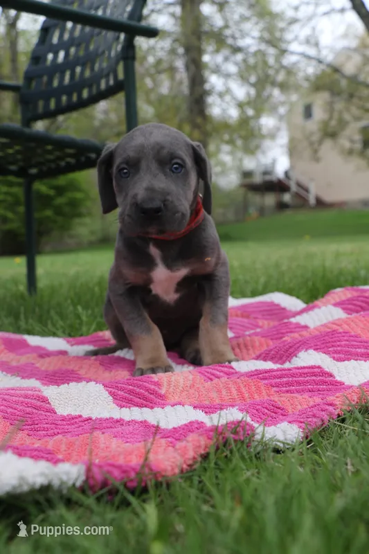 Red Collar Blue Tan Point Female – Great Dane puppy for sale in Middleboro, MA