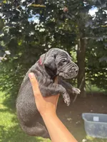 Red Collar , a female Great Dane for sale in Middleboro, MA – 2 of 4