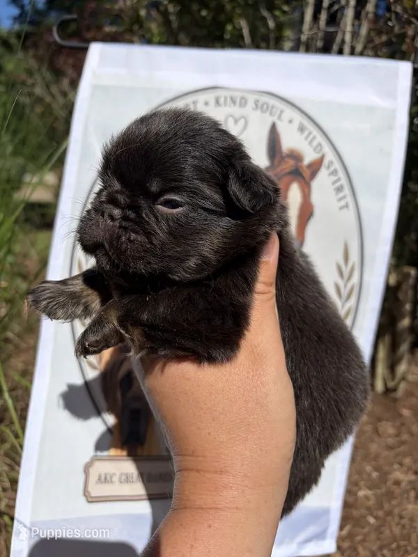 Snickerdoodle – French Bulldog puppy for sale in Middleboro, MA