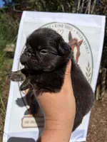 Snickerdoodle, a male French Bulldog for sale in Middleboro, MA – 1 of 3