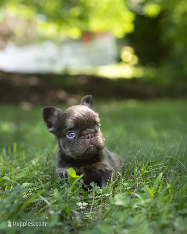 Fraggle Rock – French Bulldog puppy for sale in Middleboro, MA