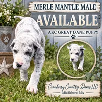 Slade, a male Great Dane for sale in Middleboro, MA – 1 of 1
