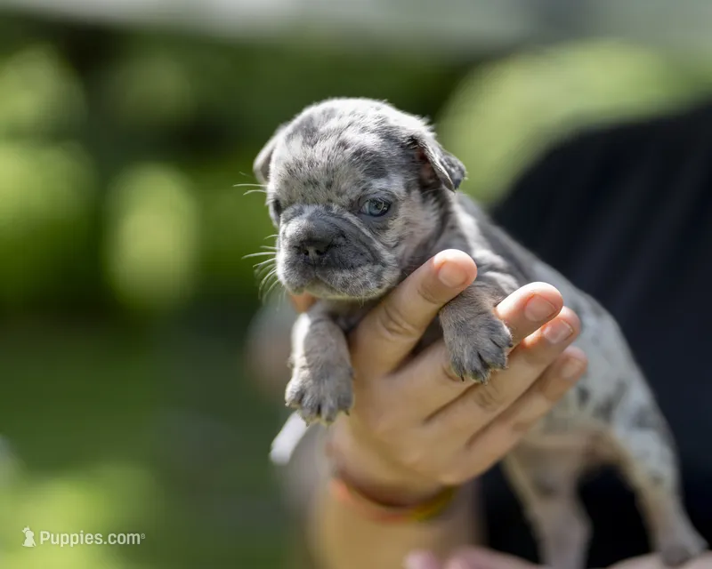 Blizzard – French Bulldog puppy for sale in Middleboro, MA
