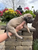 Gold Collar Blue Fawn Female , a female Great Dane for sale in Middleboro, MA – Photo 4 of 5