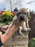 Gold Collar Blue Fawn Female , a female Great Dane for sale in Middleboro, MA – Photo 3 of 5