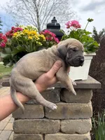 Gold Collar Blue Fawn Female , a female Great Dane for sale in Middleboro, MA – Photo 5 of 5