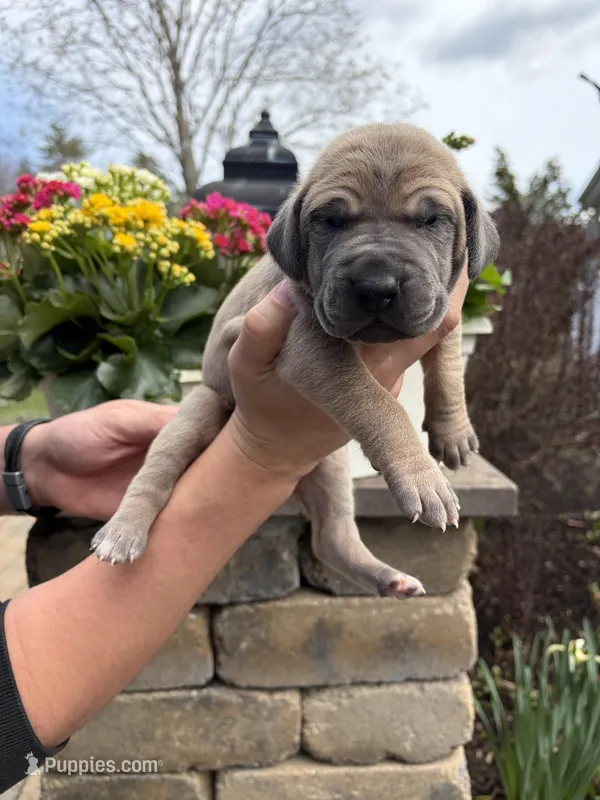 Gold Collar Blue Fawn Female  – Great Dane puppy for sale in Middleboro, MA