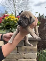 Gold Collar Blue Fawn Female , a female Great Dane for sale in Middleboro, MA – Photo 2 of 5