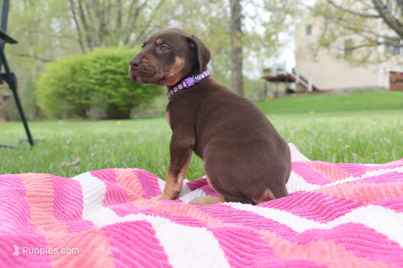 Purple Collar Chocolate Tan Point – Great Dane puppy for sale in Middleboro, MA
