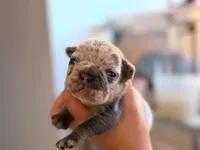 Blizzard, a female French Bulldog for sale in Middleboro, MA – 2 of 3