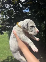 Gold Sparkle Collar, a male Great Dane for sale in Middleboro, MA – 5 of 5