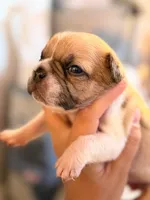Peaches, a female French Bulldog for sale in Middleboro, MA – 2 of 3
