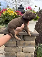 Purple Collar Chocolate Tan Point, a female Great Dane for sale in Middleboro, MA – Photo 4 of 5