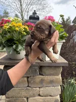 Purple Collar Chocolate Tan Point, a female Great Dane for sale in Middleboro, MA – Photo 2 of 5