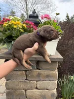 Purple Collar Chocolate Tan Point, a female Great Dane for sale in Middleboro, MA – Photo 5 of 5