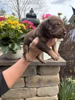 Purple Collar Chocolate Tan Point, a female Great Dane for sale in Middleboro, MA – Photo 3 of 5