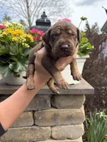 Purple Collar Chocolate Tan Point, a female Great Dane for sale in Middleboro, MA – Photo 1 of 5