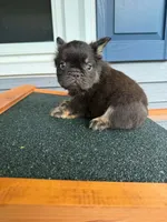 Snickerdoodle, a male French Bulldog for sale in Middleboro, MA – 3 of 4