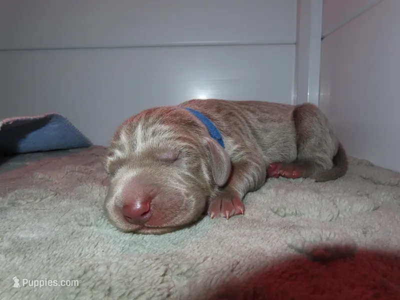 Blue – Weimaraner puppy for sale in Summerville, SC