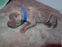 Blue, a male Weimaraner for sale in Summerville, SC – Photo 2 of 2